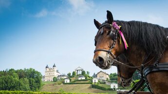 Pferdekopf schaut rechts ins Bild, im Hintergrund Kirche mit zwei Türmen und davor vier Kapellen | © www.hannelore-kirchner.com