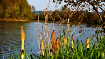 See, Schachtelhalme | © Tourismusverband Bergheim/Simon Krieg