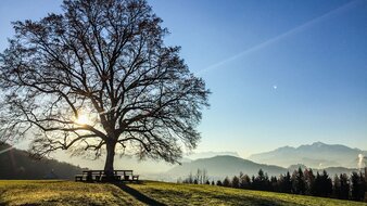 Baum mit Bank | © Renate Steinacher