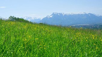 Wiese, Blick auf Untersberg | © Tourismusverband Bergheim