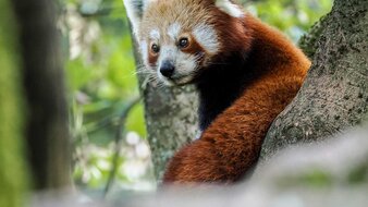 Roter Panda sitzt in einem Baum | © ZOO Salzburg/Angie Köppl