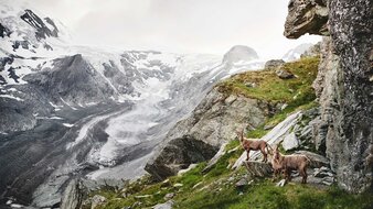 Berg mit Gletscher und drei Steinböcken | © SalzburgerLand Tourismus/Michael Königshofer