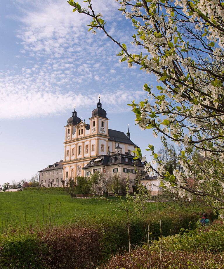 Wallfahrtsbasilika Maria Plain mit Lindenbaum und blühenden Obstbaum | © Tourismusverband Bergheim/Herbert Podlipnik