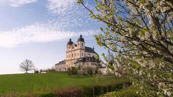 Wallfahrtsbasilika Maria Plain mit Lindenbaum und blühenden Obstbaum | © Tourismusverband Bergheim/Herbert Podlipnik