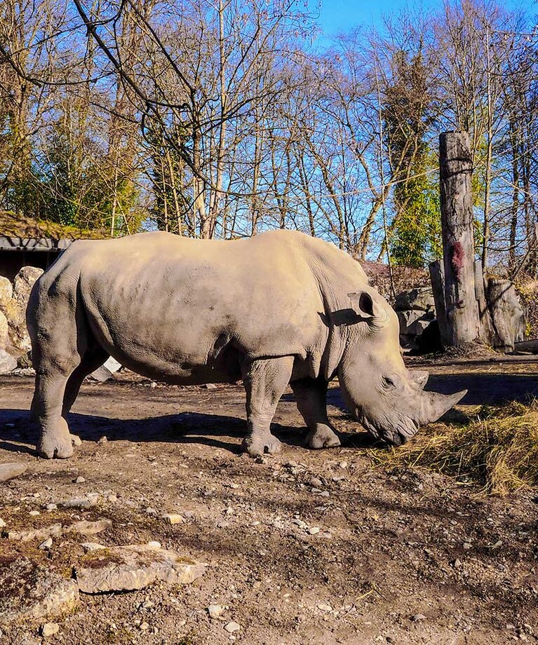 Gruppe von Breitmaulnashörnern im Zoo Salzburg | © Zoo Salzburg/Angie Köppl