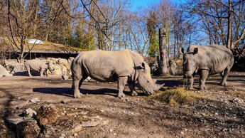 Gruppe von Breitmaulnashörnern im Zoo Salzburg | © Zoo Salzburg/Angie Köppl
