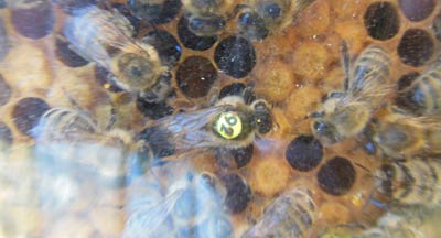 Bienenkönigign