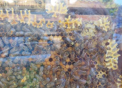 bienenstock